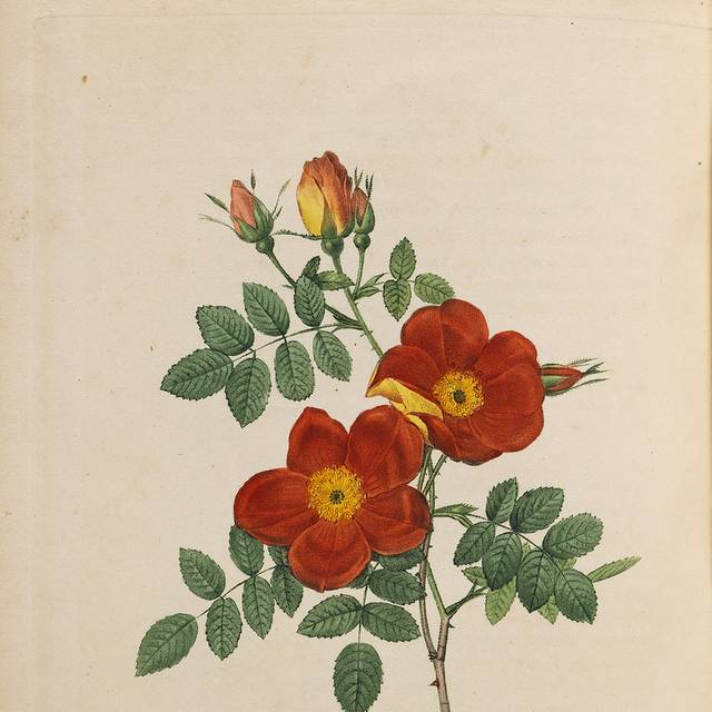 一株红色鲜花装饰画