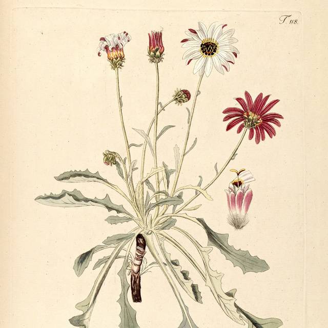精美叶子红花装饰画