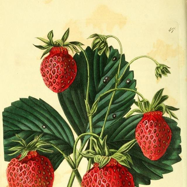草莓复古装饰画