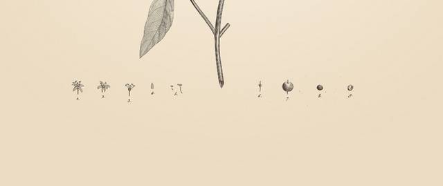 复古素描植物插画1