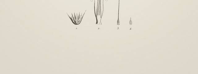 素描植物插画3