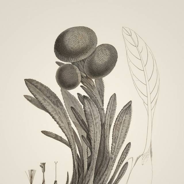 素描植物装饰画1