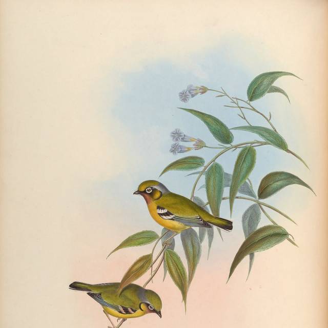 复古亚洲鸟精致装饰画4