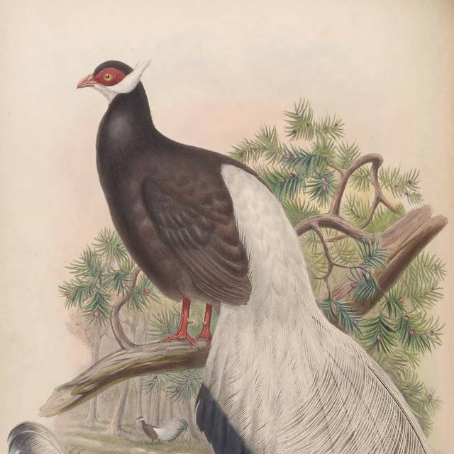 亚洲鸟类复古装饰画5