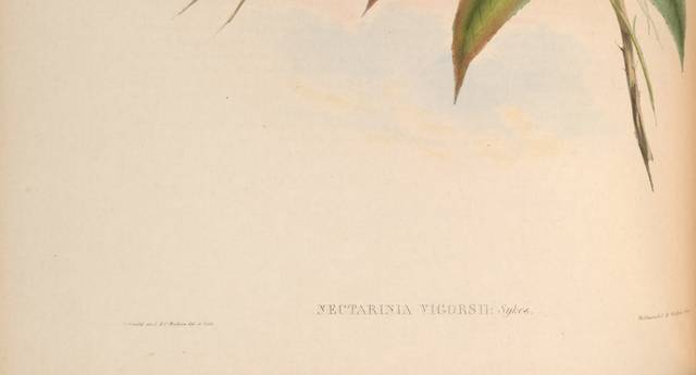 复古亚洲鸟类精致装饰画3