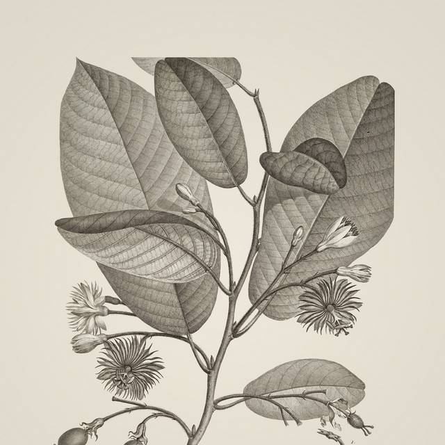 素描植物复古手绘装饰画5