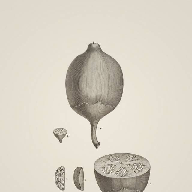 手绘素描植物装饰画5