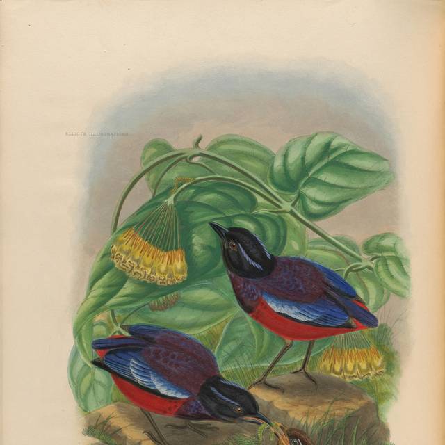 鸟类复古装饰画