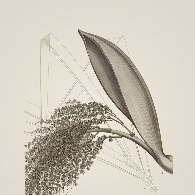 素描植物装饰画3
