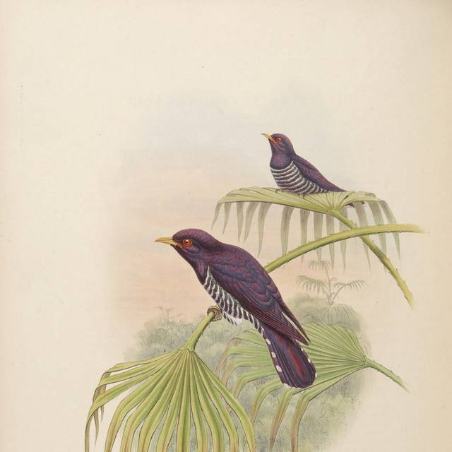 亚洲鸟复古装饰画4