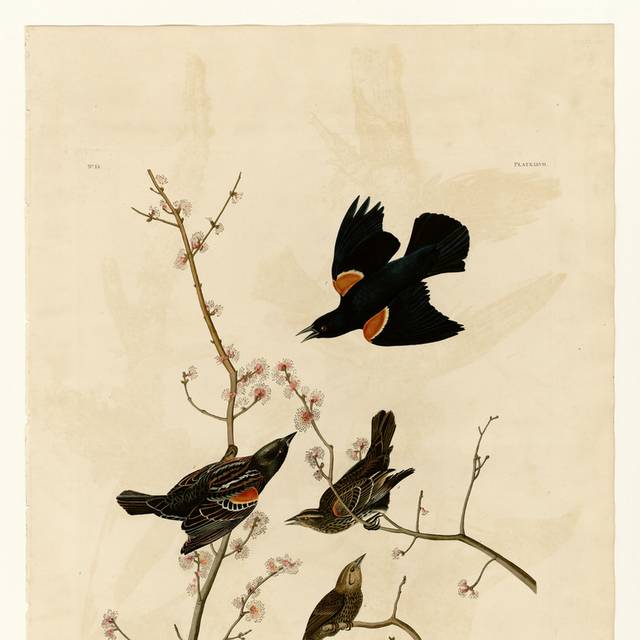 鸟复古欧式装饰画