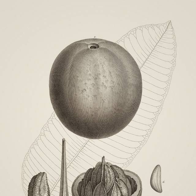 复古素描植物装饰画3