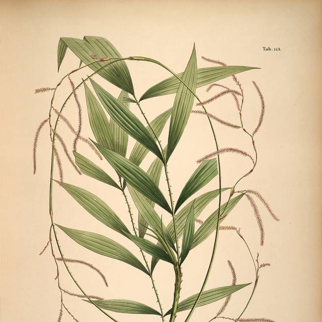 复古手绘高清花卉果实装饰画2