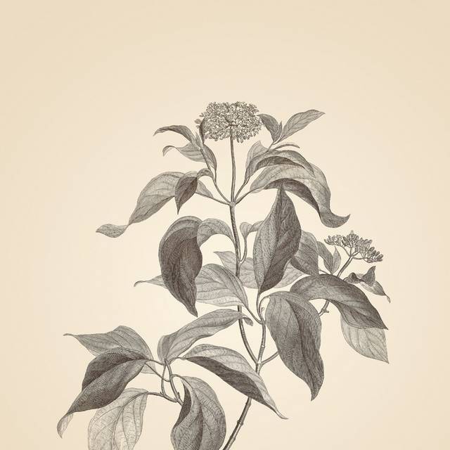 复古素描植物插画5