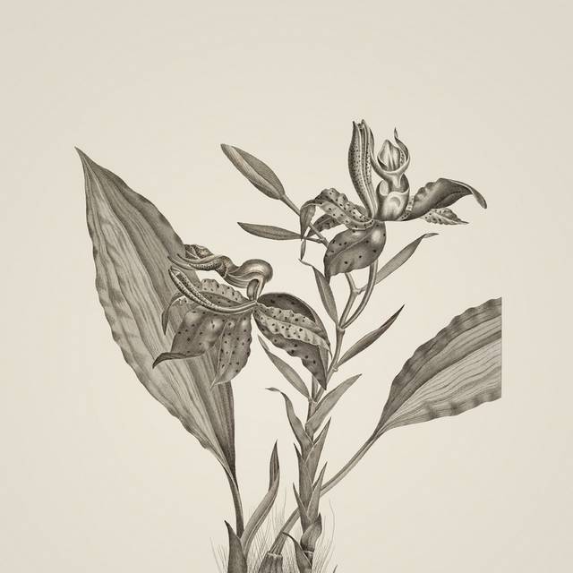 素描植物手绘复古装饰画1