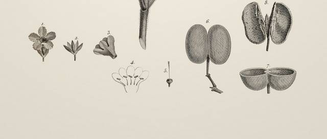 素描植物手绘复古插画5