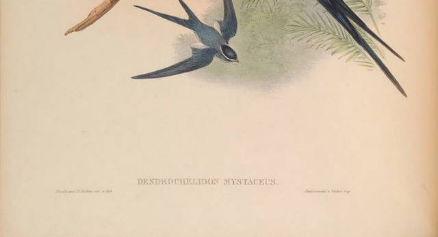 复古精美亚洲鸟装饰画2