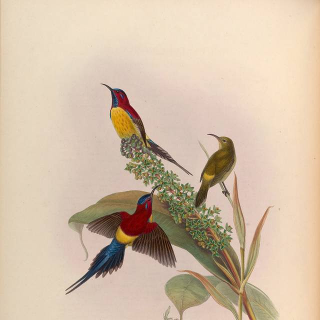 复古亚洲鸟类精美装饰画4