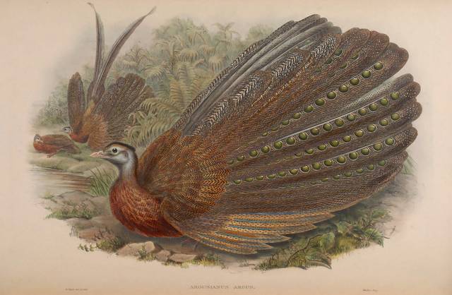 复古美式亚洲鸟类装饰画2