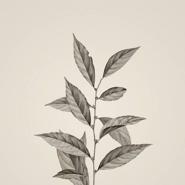 素描植物插画2
