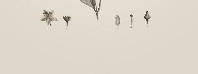 素描植物插画2
