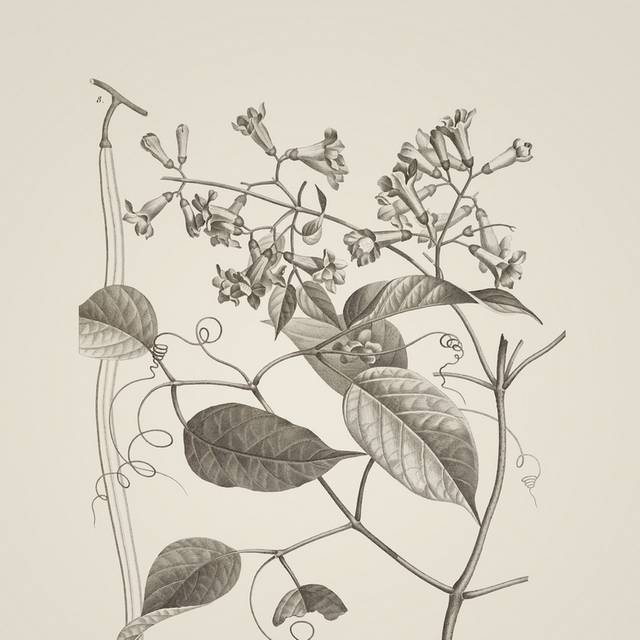 复古素描植物装饰画2