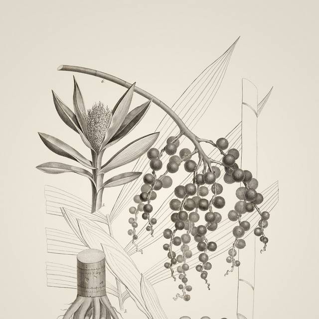 素描植物复古手绘插画2