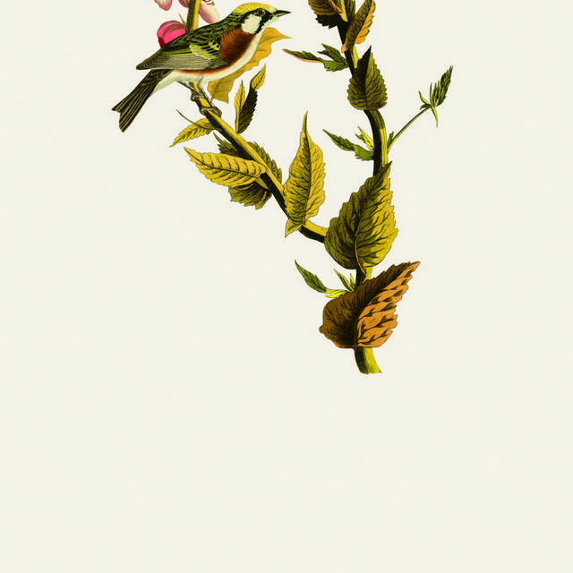 花枝上的小鸟装饰画