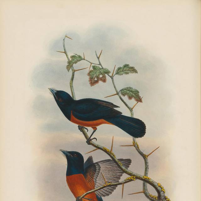 鸟类复古手绘插图1