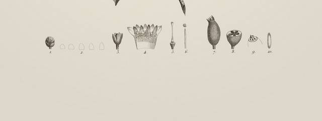 复古素描植物装饰画4
