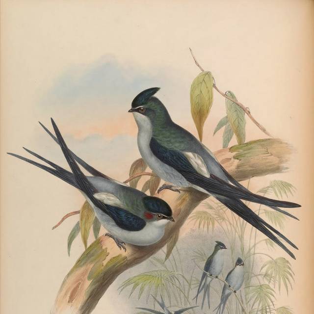 复古精美亚洲鸟装饰画1