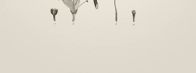 素描植物插画1