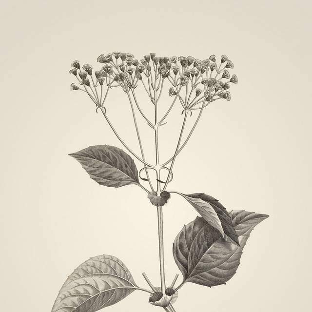 素描植物复古手绘插画1