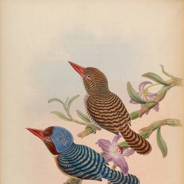 欧式高清亚洲鸟类装饰画