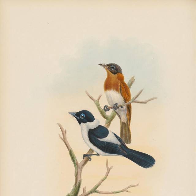 鸟类手绘复古插画