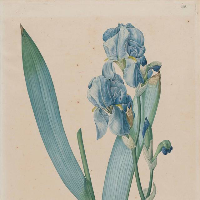 蓝色花朵素描油画素材