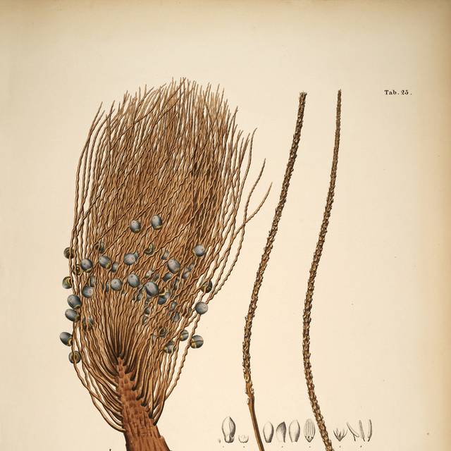 高清花卉果实复古插画4