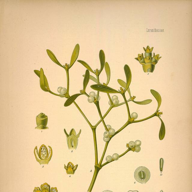 花卉果实手绘无框画2