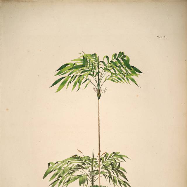 高清花卉果实复古装饰画5