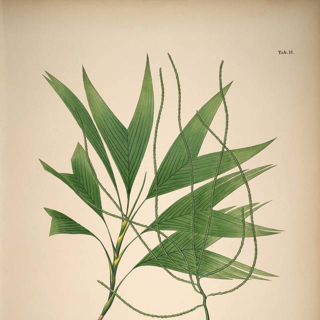 高清花卉果实复古手绘装饰画3