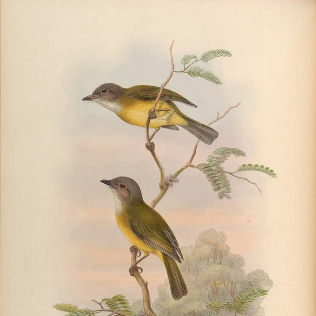 复古亚洲鸟精致装饰画