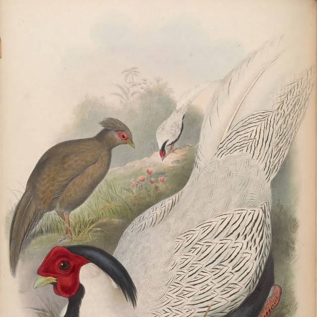 亚洲鸟类复古装饰画
