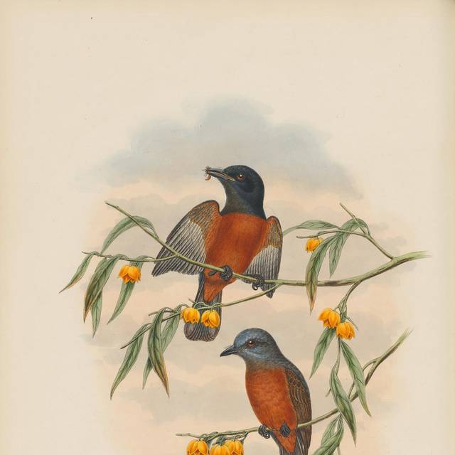 鸟类复古手绘插图