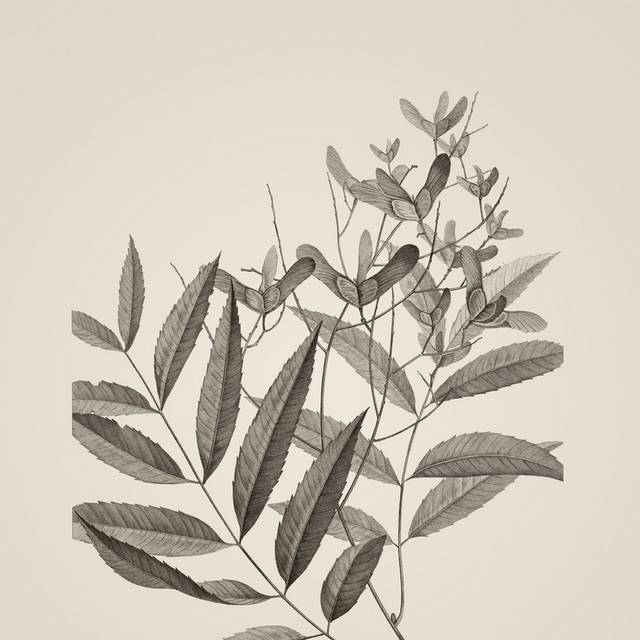 素描植物装饰画4