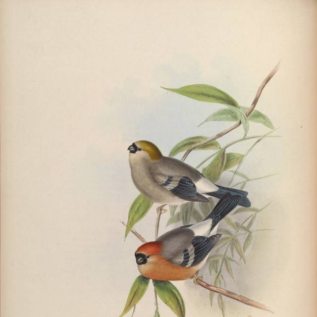 高清复古亚洲鸟装饰画3