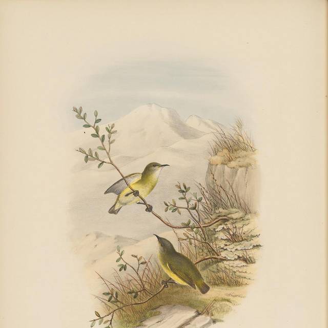 复古手绘鸟类插图1