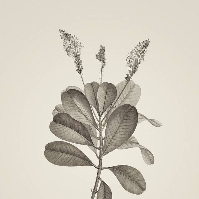 复古素描植物装饰画1