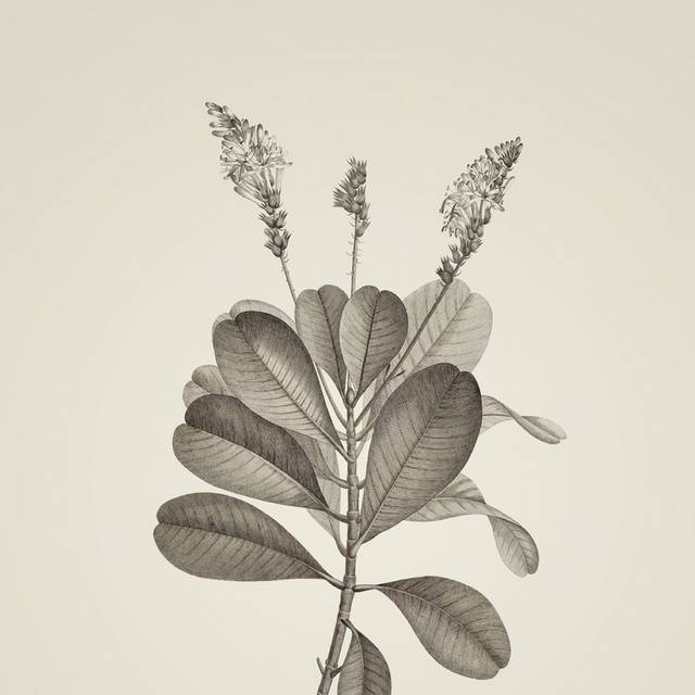 复古素描植物装饰画1
