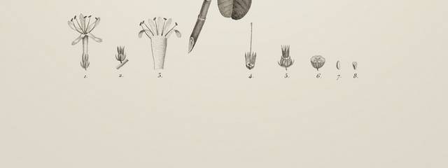 复古素描植物装饰画1