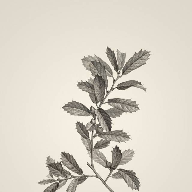手绘复古素描植物装饰画5